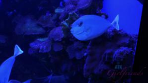 Kate loves the aquarium and your touch.